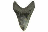 Fossil Megalodon Tooth - South Carolina #127038-2
